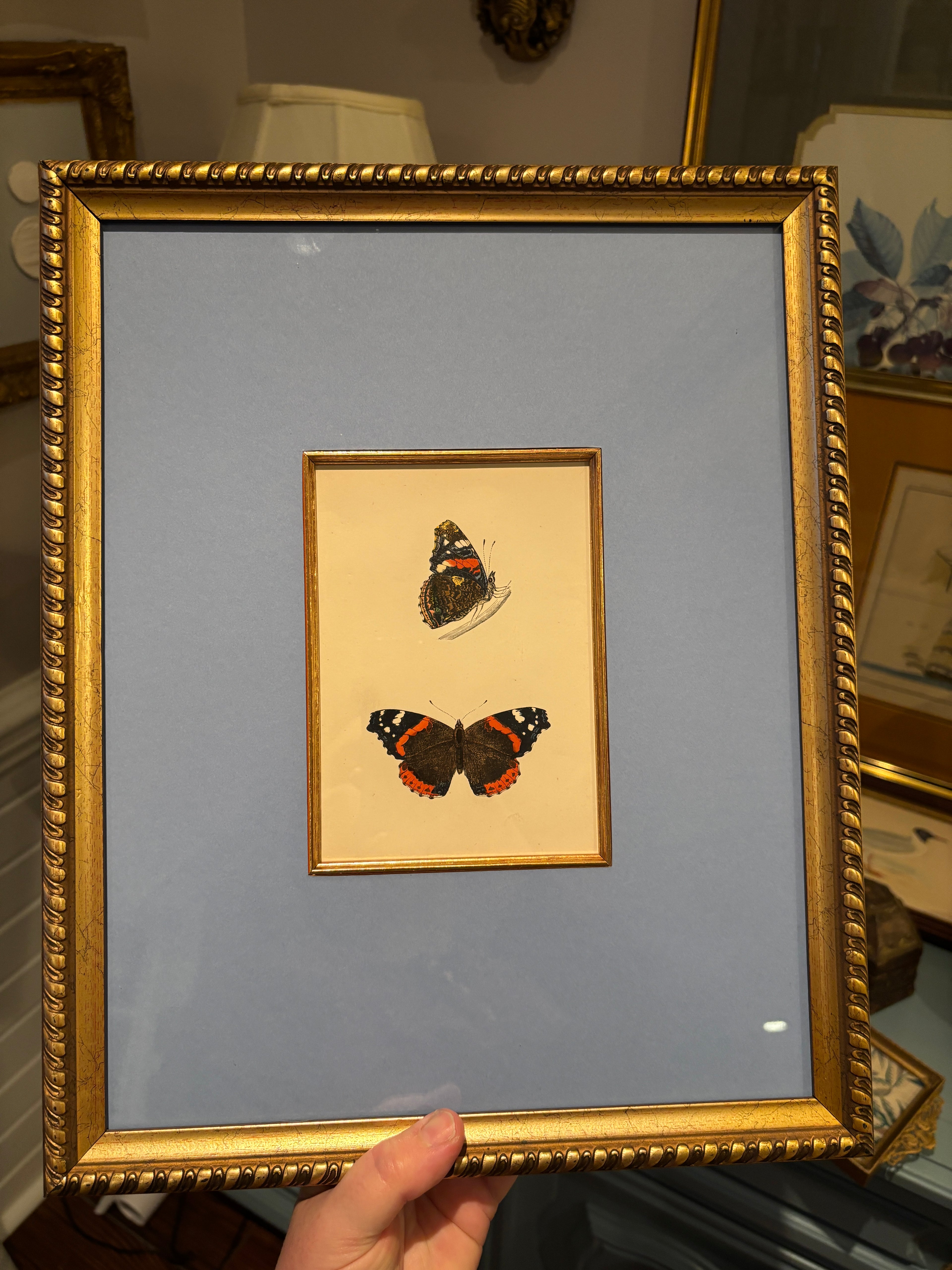 Blue mat butterflies